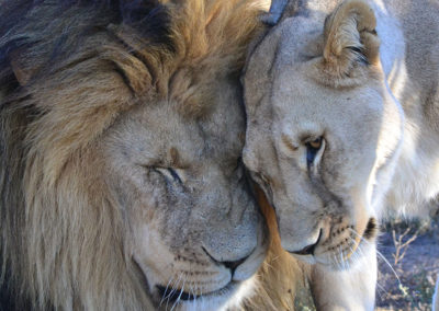 Love Safari