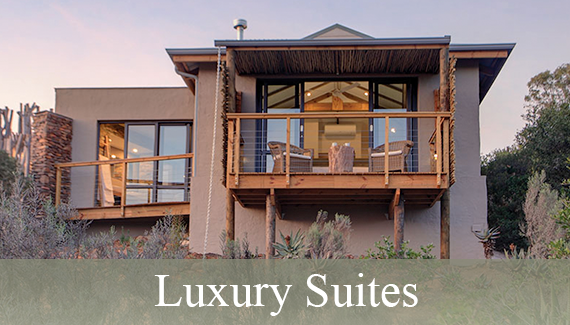 Luxury Suites