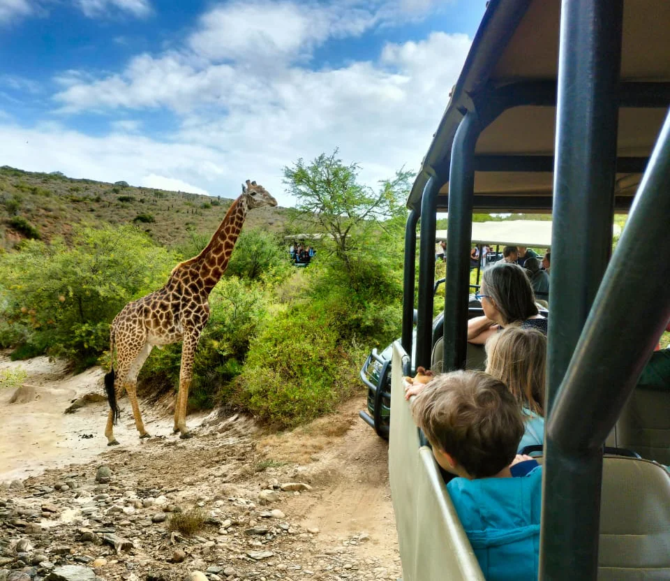 kids safari