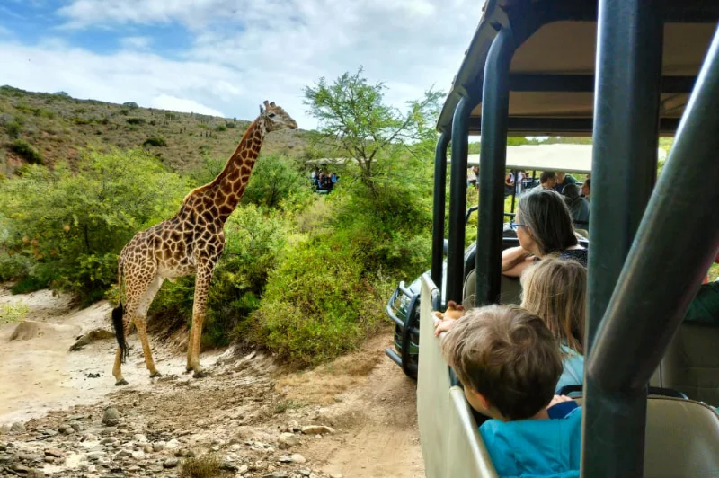 Game drive 1