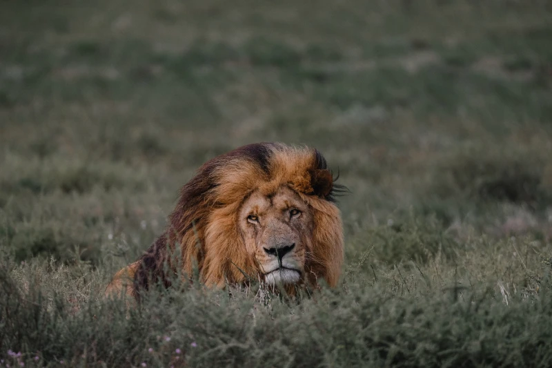 Game drive 6