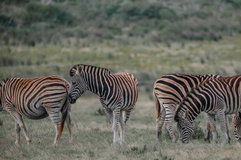 Game drive 7