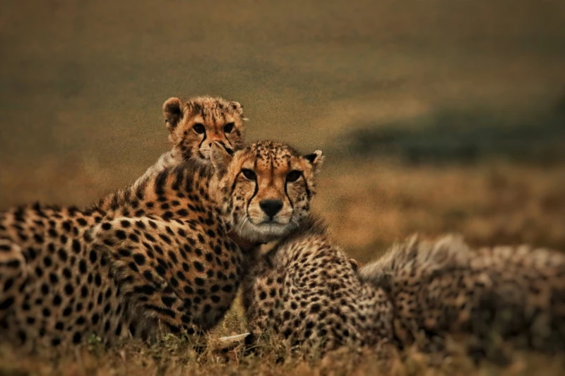 Game drive 8