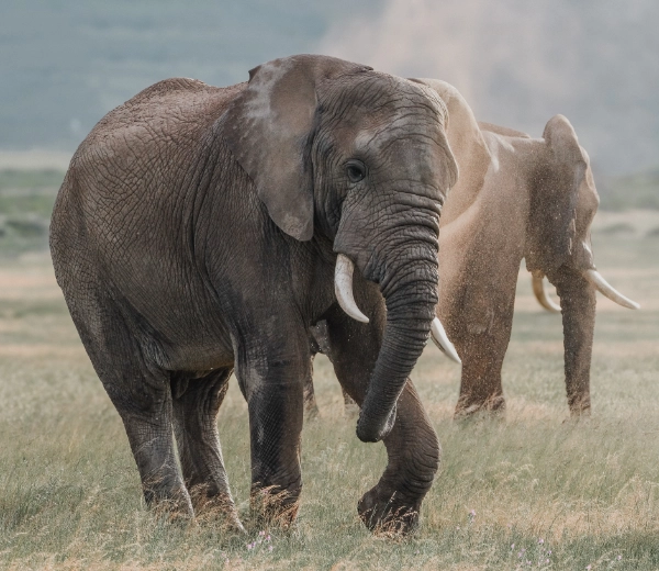 Guided Game Drive